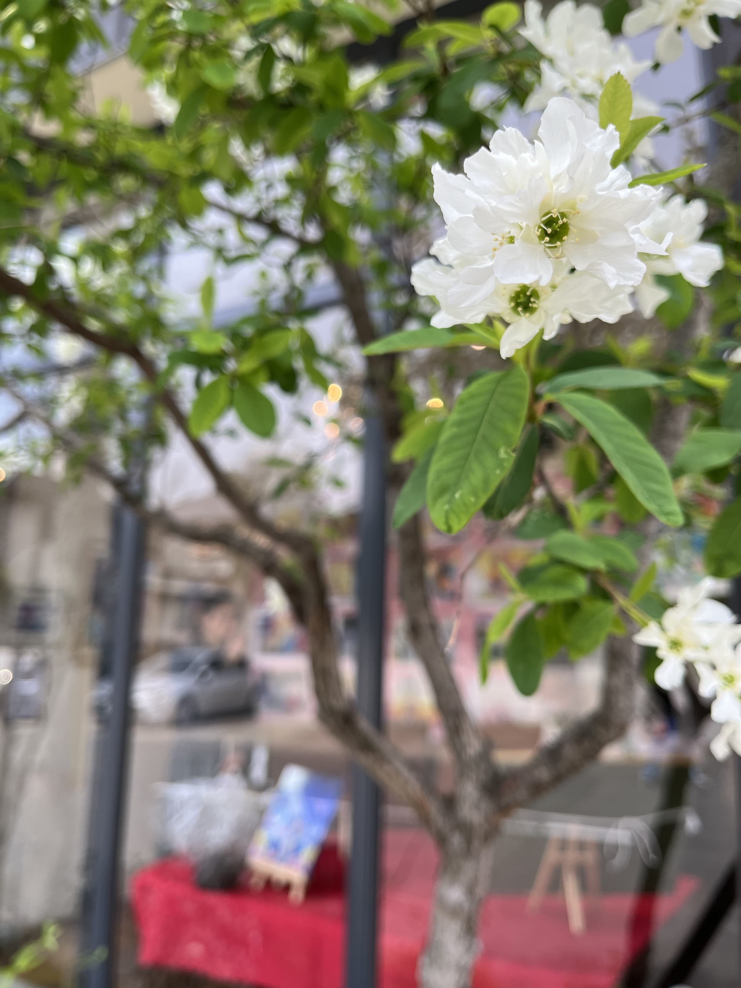 レンタルスペース　ギャラリー　ラ・キキ　利休梅